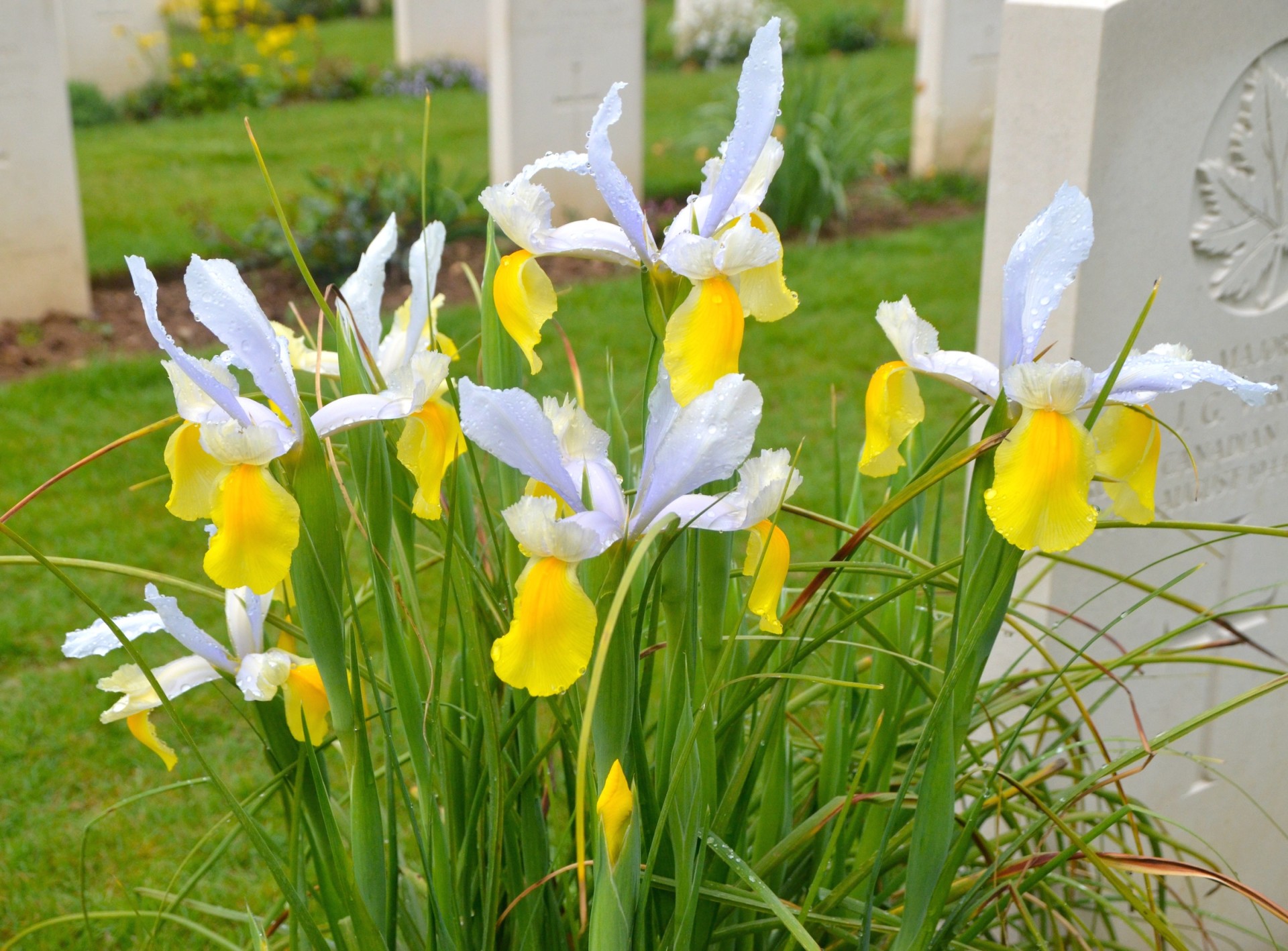 Yellow and white iris flowers in the cemetery grounds